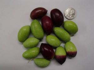 jumbo_kalamata.jpg